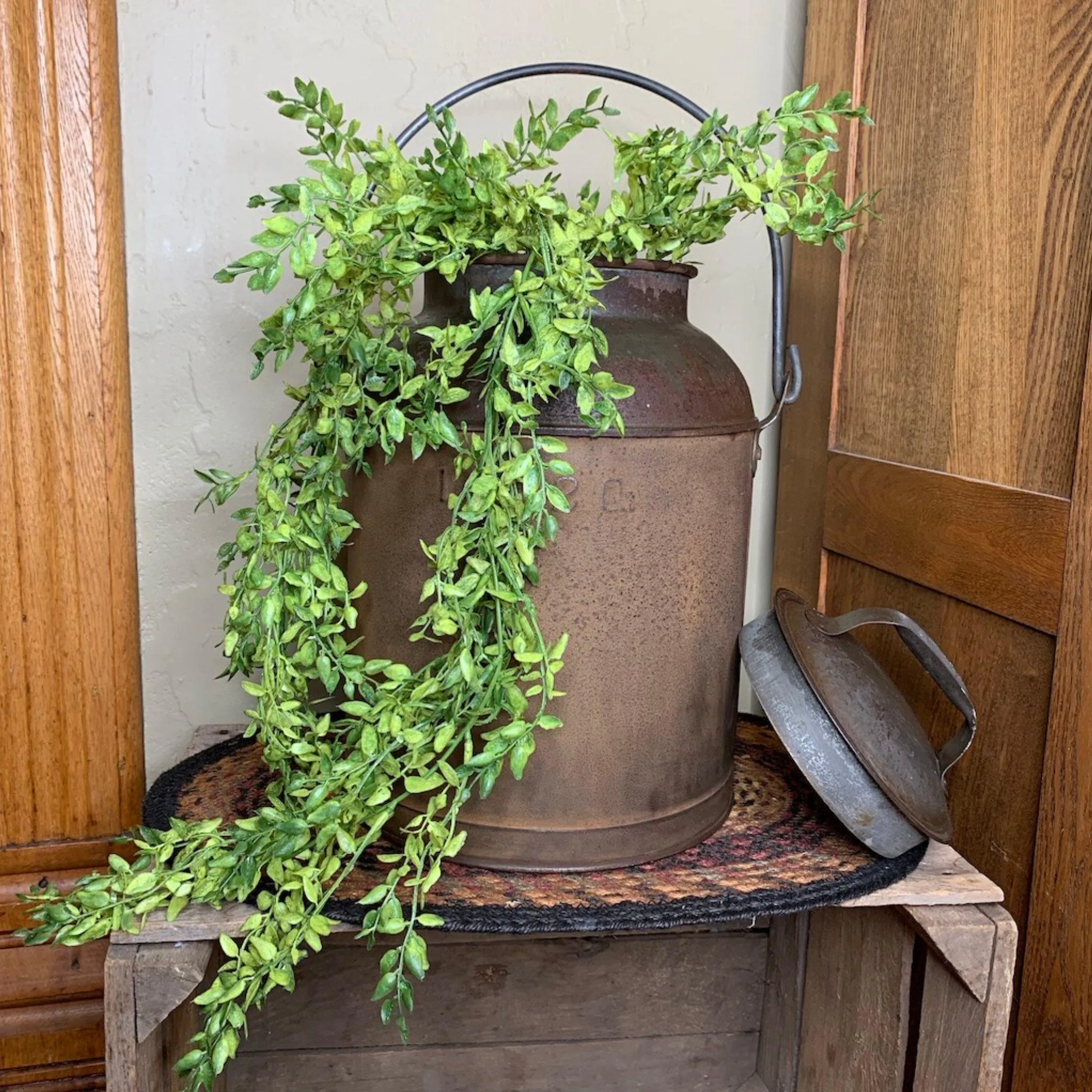 Lemon Beauty Hanging Bush